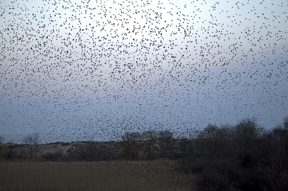 Starlings flocking in Russia