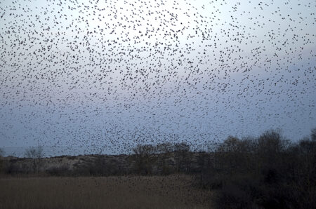 Starlings flocking in Russia