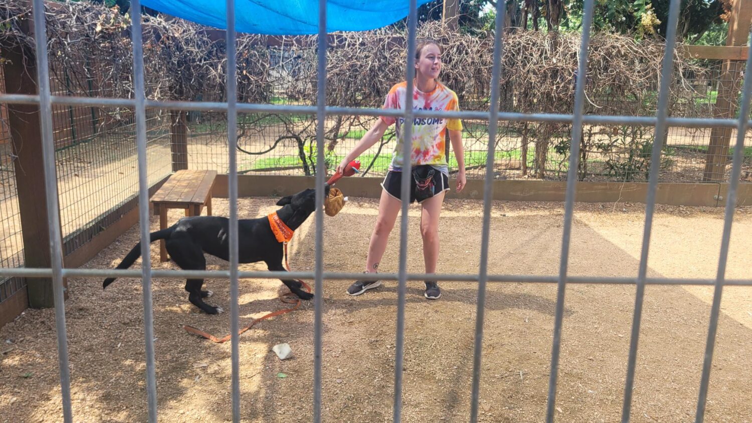 BARC extending shelter hours starting in October – Houston Public Media - Vimarsana News