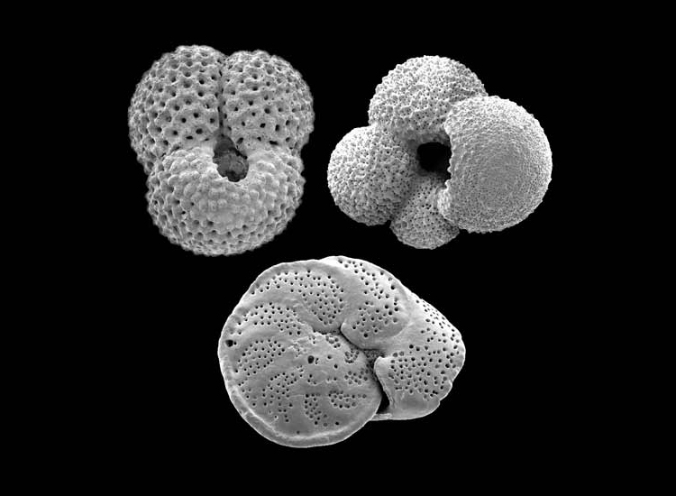 A black-and-white image of microscopic fossils