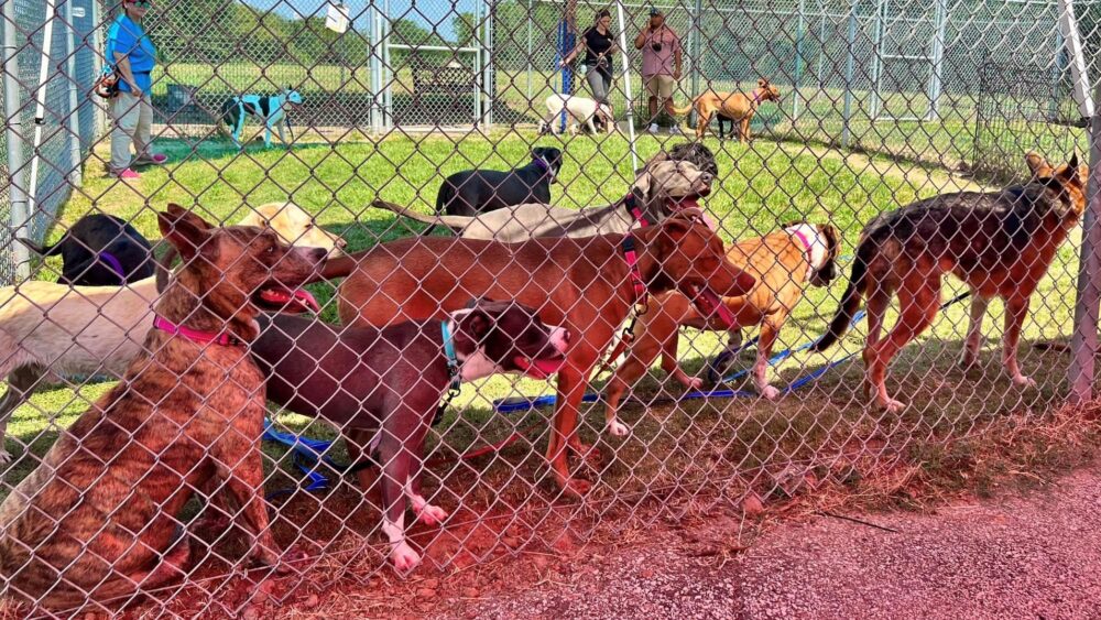 Photo of dogs behind a fence