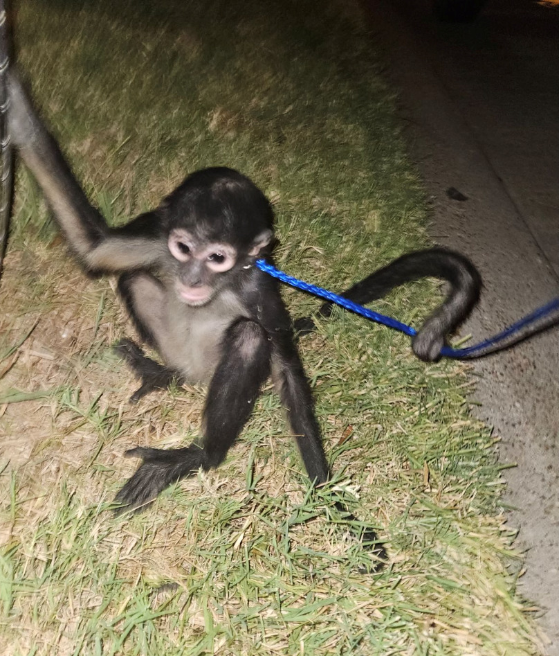 Spider monkey on loose in Southeast Houston corralled by BARC after  encounter with dog – Houston Public Media