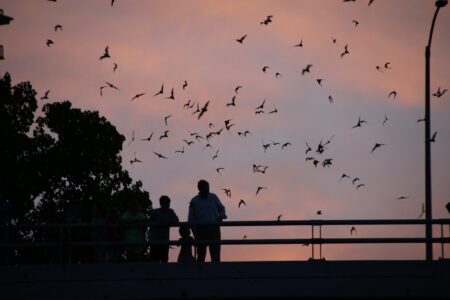 Mexican free-tailed bats emerge from under the Waugh Street bride at dusk in Houston.