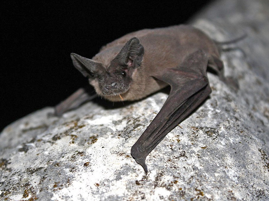 A Mexican free-tailed bat on a rock