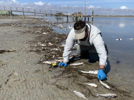 TPWD surveys fish kill after the 2021 freeze