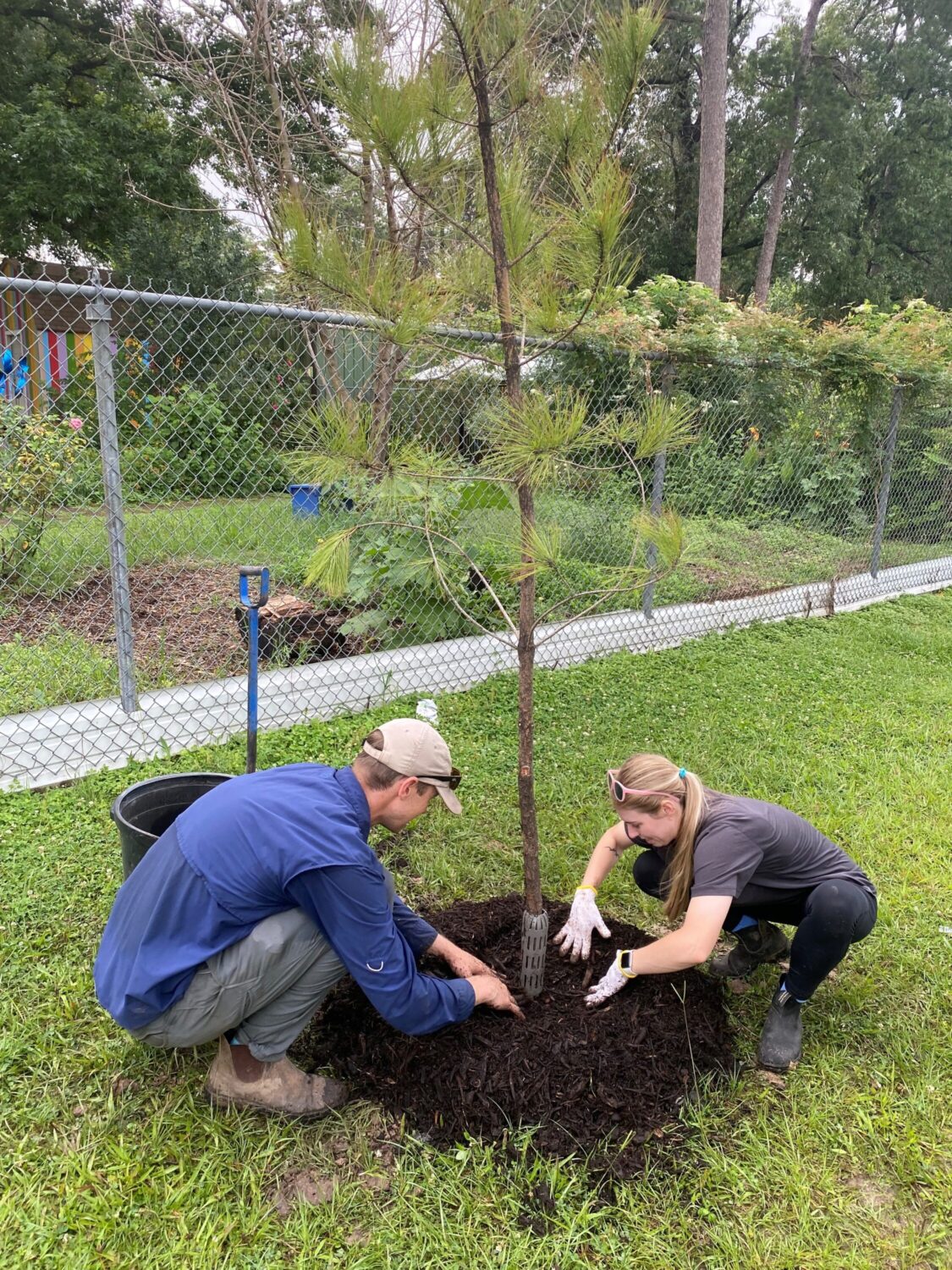 City of Houston named Tree City USA for 38th consecutive year – Houston Public Media - Vimarsana News
