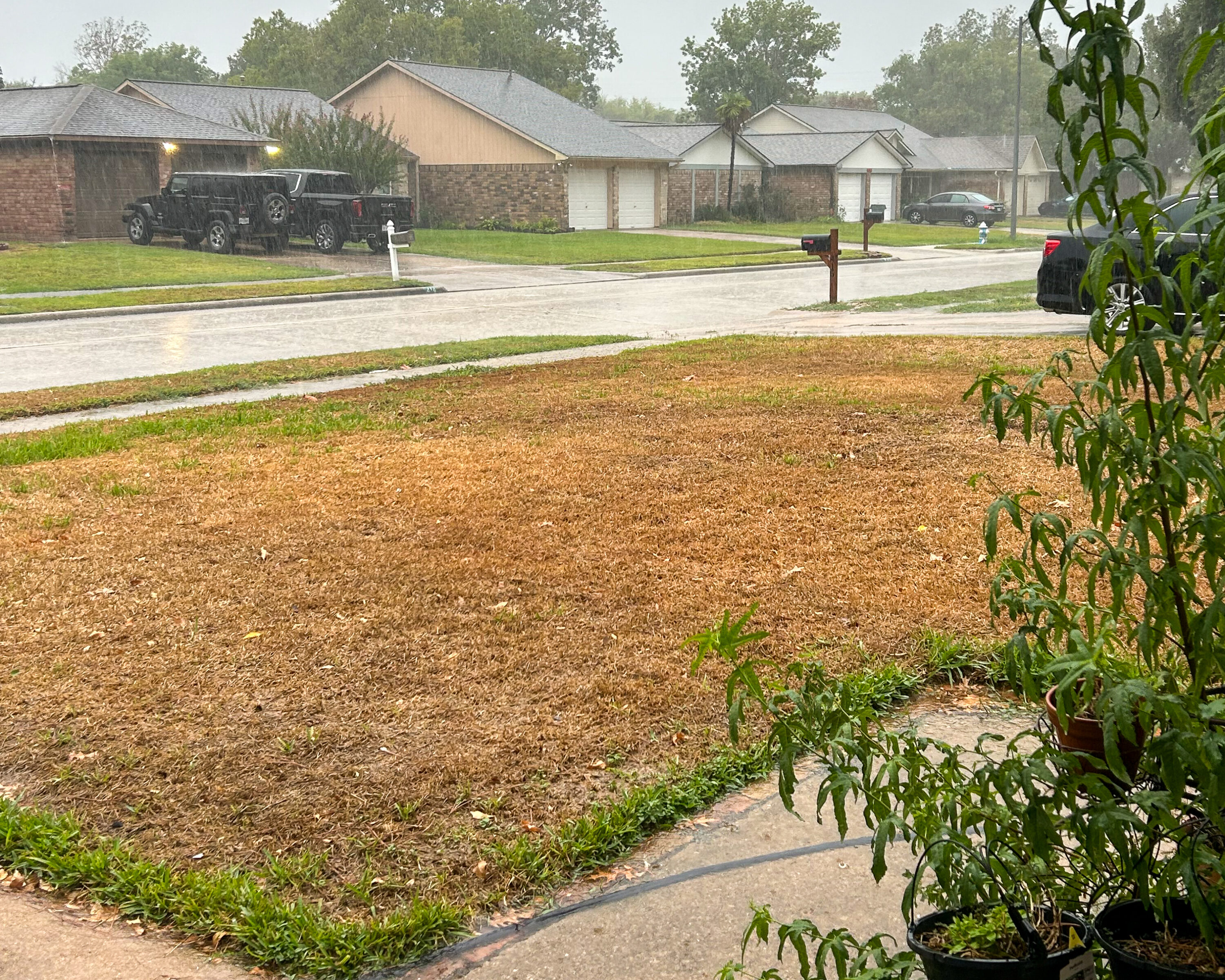 Why rainy weather is good for gardens and bad for lawns – Houston