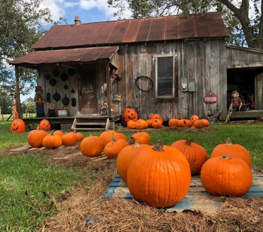 Houston pumpkin patches list Where to find the best fall fun this