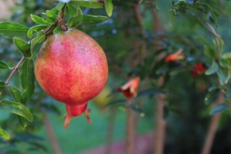 Photo of a pomegranate tree and fruit