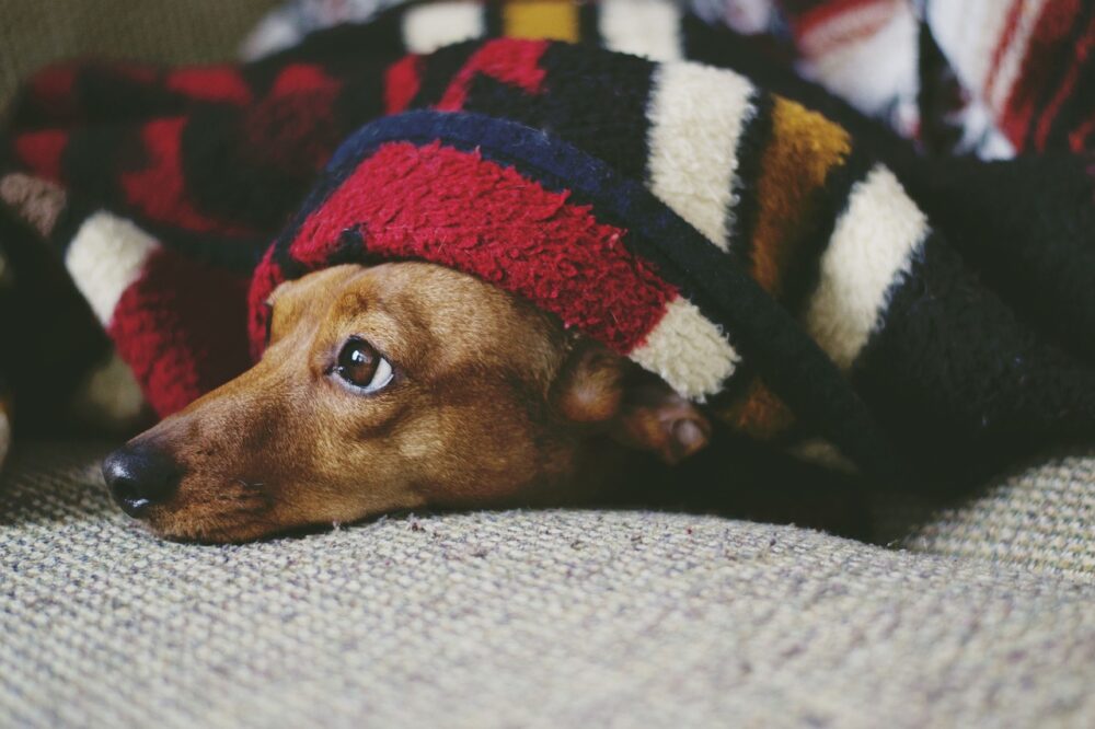 Photo of dachshund peeking out from blanket