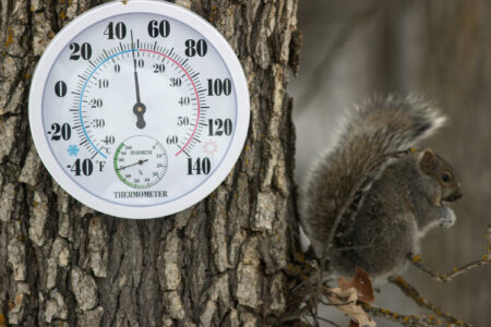 A thermometer on a tree next to a squirrel