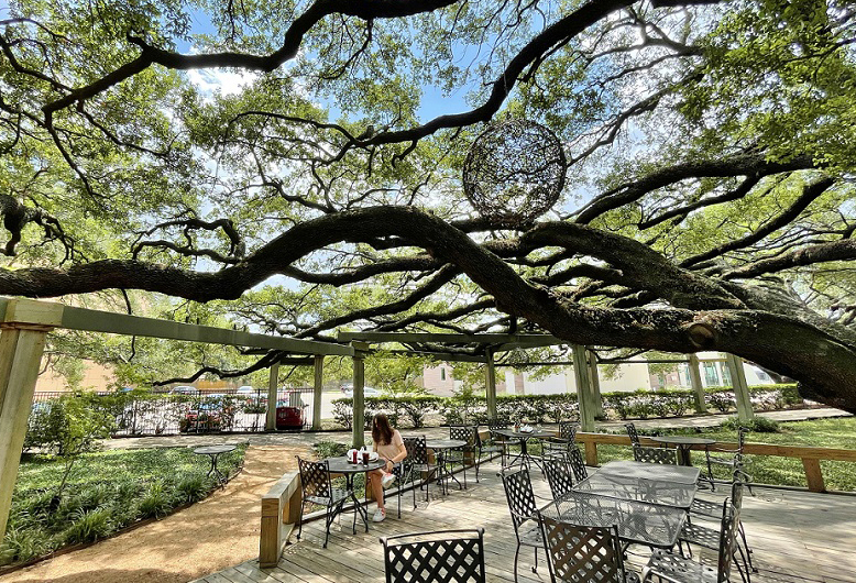 The giant live oak tree on the patio at the Becks Prime location at Augusta and Westheimer in Houston.