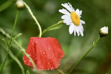Photo of poppy and daisy flowers in rain