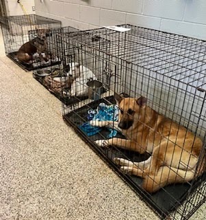 Dogs are in crates as the Fort Bend animal shelter is overcrowded by double its capacity.