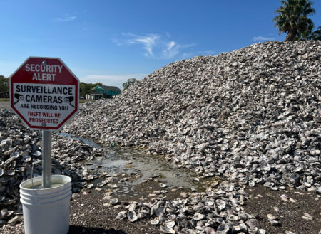 An estimated 300-ton pile of oyster shells stored on the grounds of Pier 6 Seafood in San Leon that will be used to restore an oyster reef damaged during Hurricane Ike in 2008.