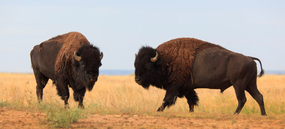 Photo of two American bison outdoors
