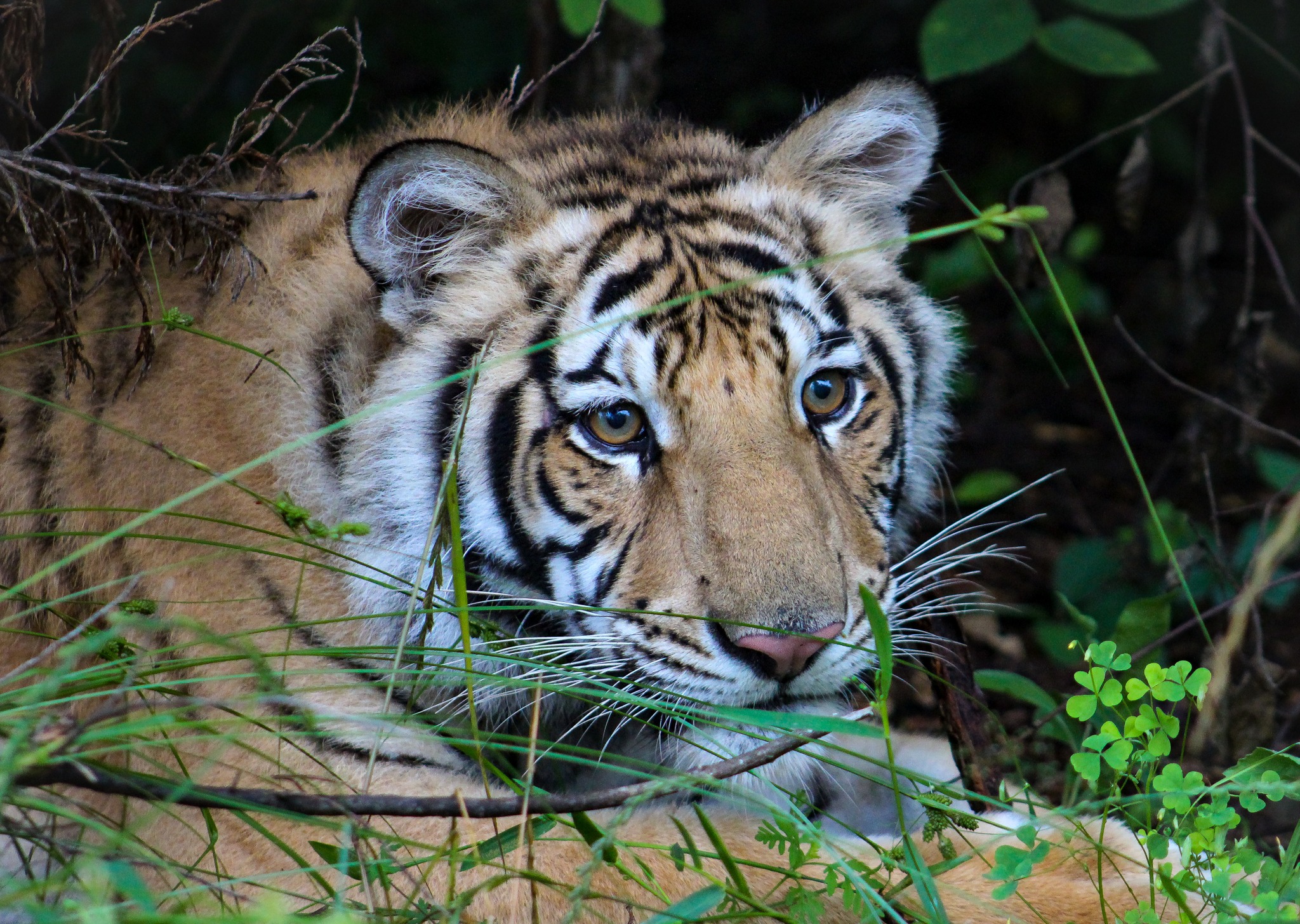 India the tiger, two years after roaming Houston neighborhood, dies at  Texas wildlife sanctuary – Houston Public Media