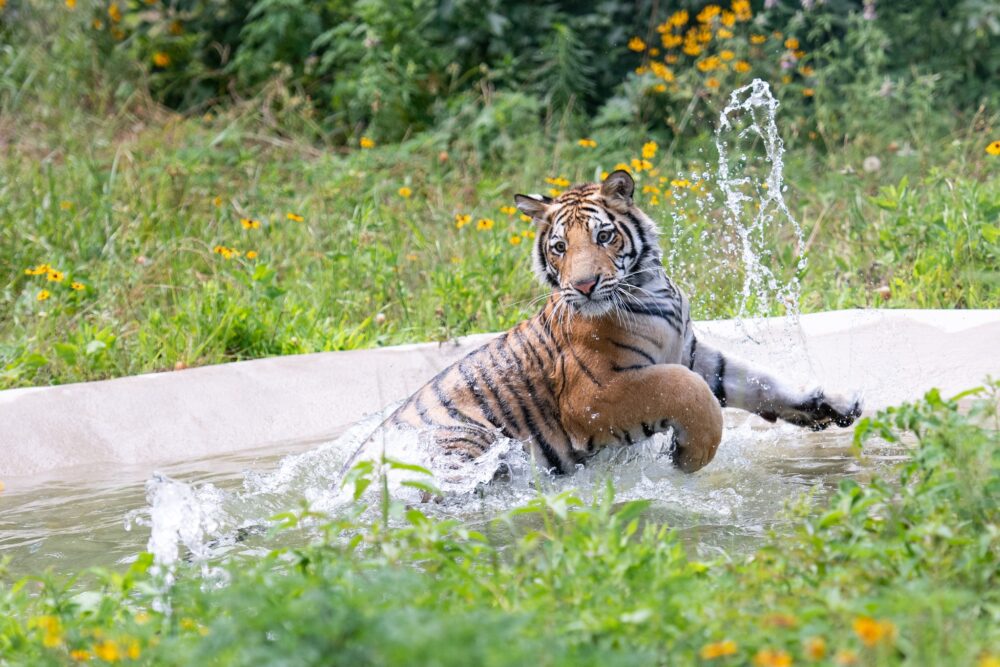 India Tiger Splashing