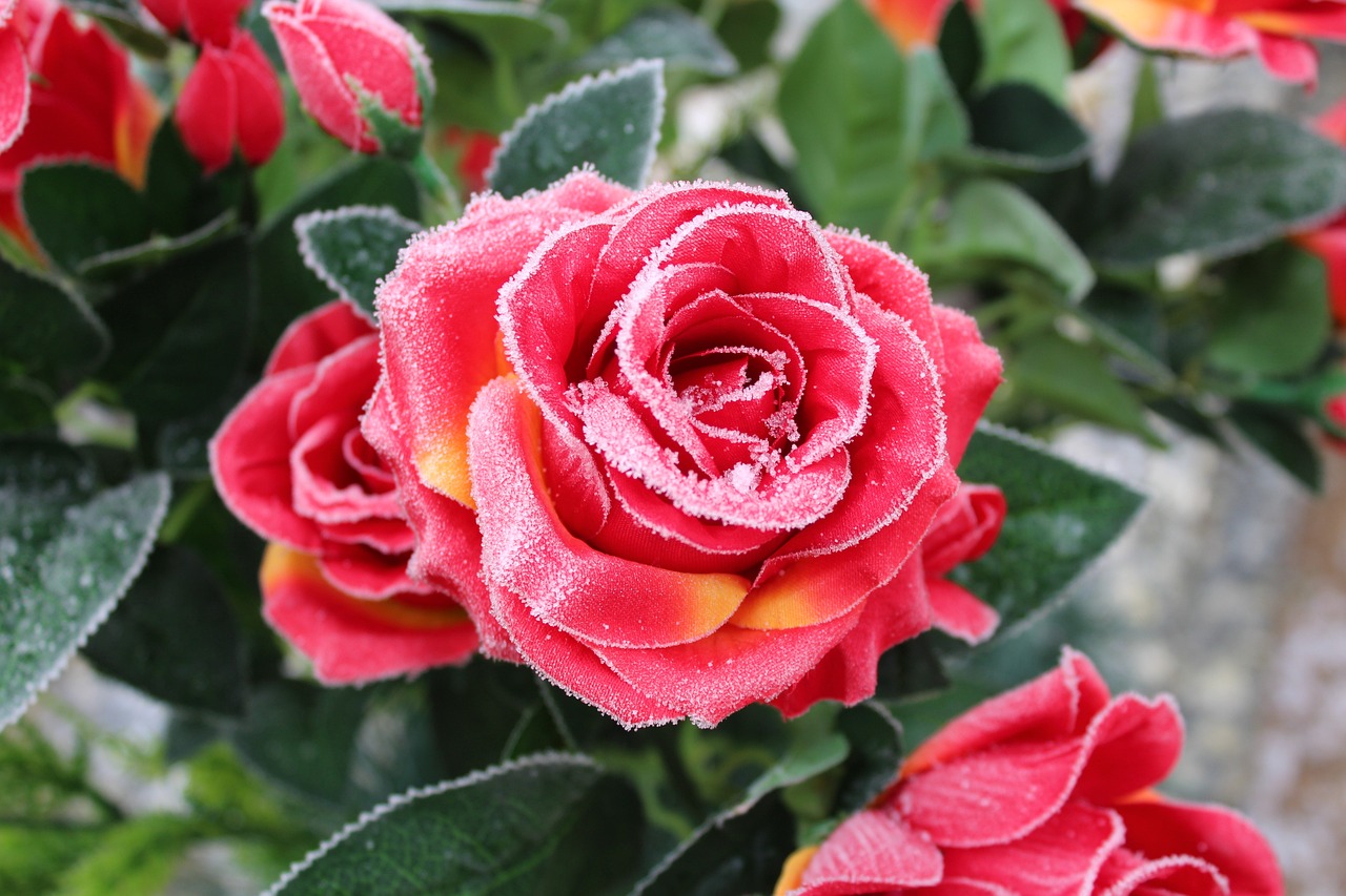 Why you don't need to cover up your plants when it's suddenly cold one morning – Houston Public Media - Vimarsana News