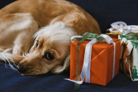 A dog lying next to Christmas gifts.