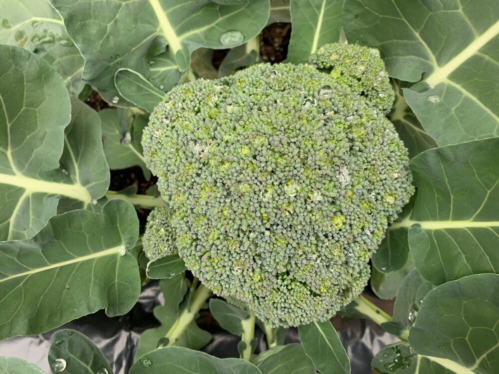 Overhead photo of broccoli plant