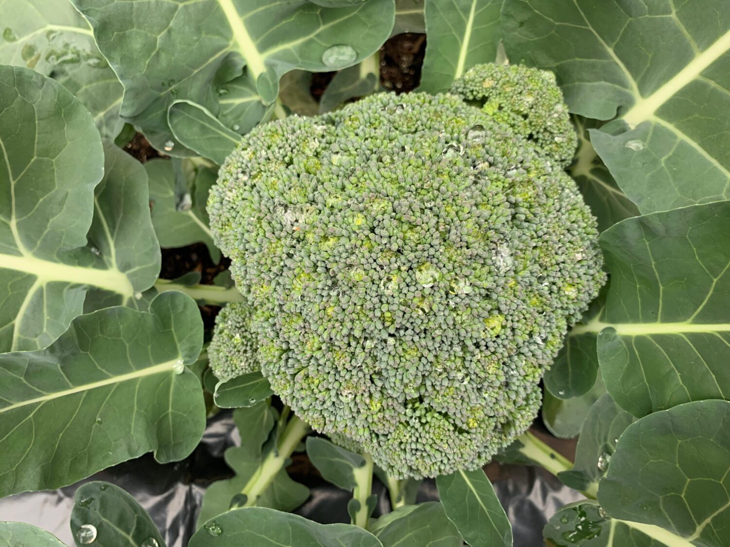 Sit tight gardeners. January is a good month to reassess. – Houston Public Media - Vimarsana News