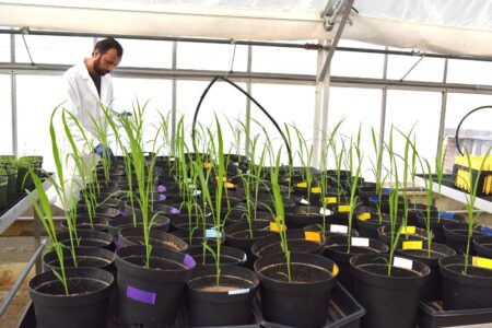 Graduate student Waqar Ahmad checks the health of sorghum plants in a lab environment that mimics intense drought. Developing food crops resilient to harsh conditions is critical to assuring adequate food supplies will be available for future generations.