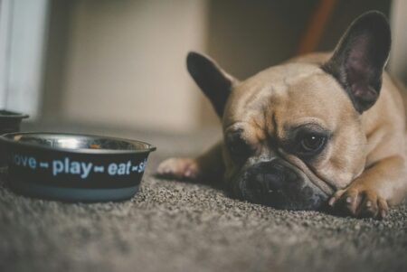 A dog lying next to its food bowl