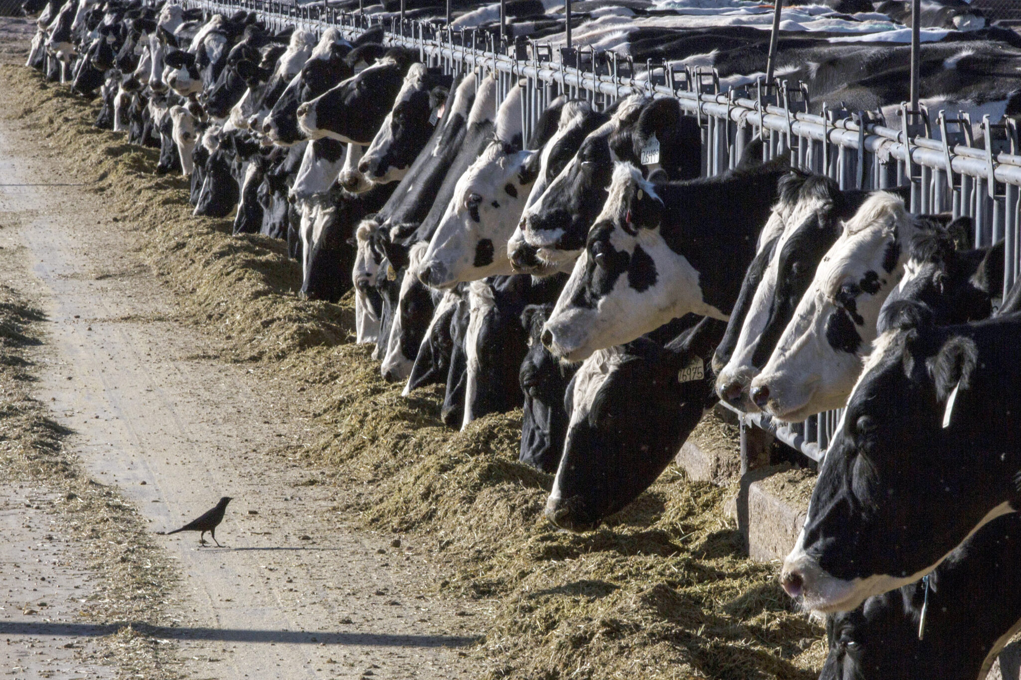 Galveston County confirms first Avian Influenza ‘Bird Flu’ case in ...