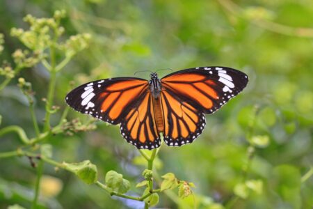 Photo of a monarch butterfly perched on a plant.