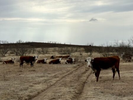Initial estimates show at least $102 million dollars in losses for Texas Panhandle ranchers after an outbreak of wildfires in late February, including the record-setting Smokehouse Creek Fire. Grasslands charred in the blaze can be seen behind these cows grazing outside Canadian, Texas on Feb. 29, 2024.