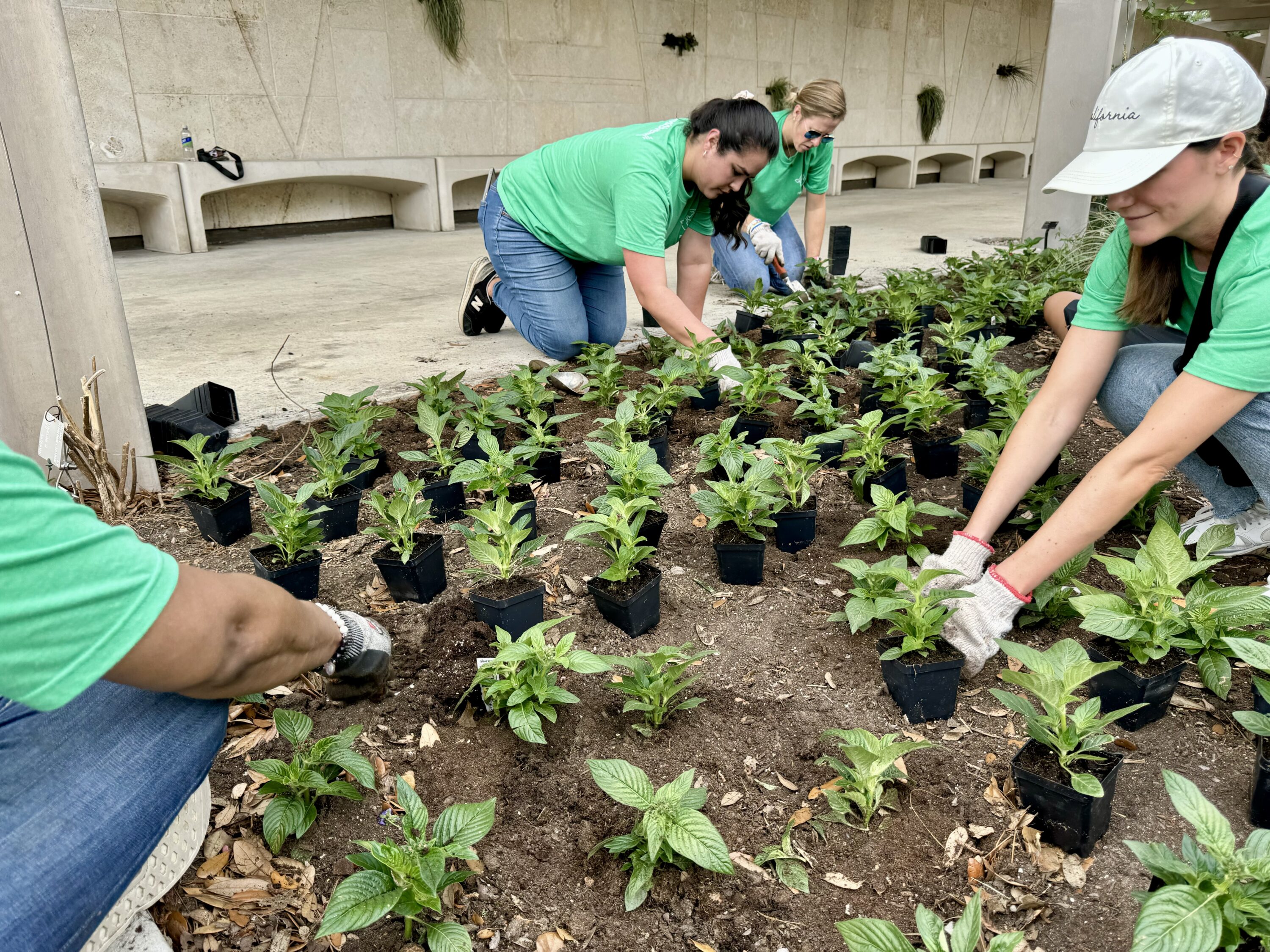 Houston Botanic Garden Reliant Flower Planting