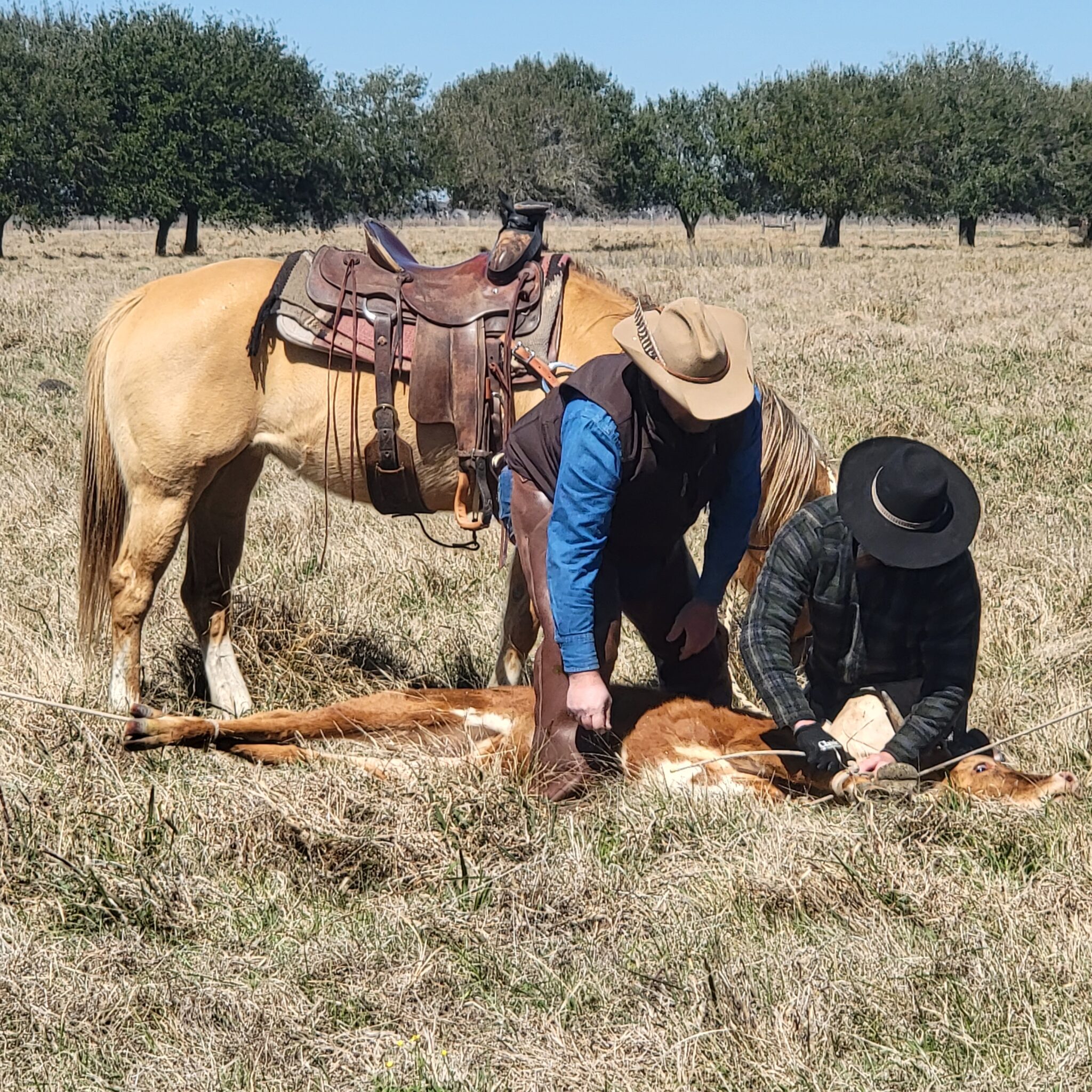 The George Ranch The George Ranch in Fort Bend County celebrates 200th anniversary ...
