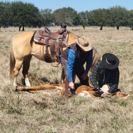 Cowboys at the George Ranch rope a calf.