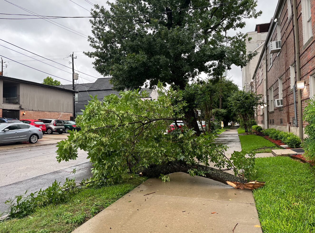 Downed tree in Montrose on May 16, 2024.