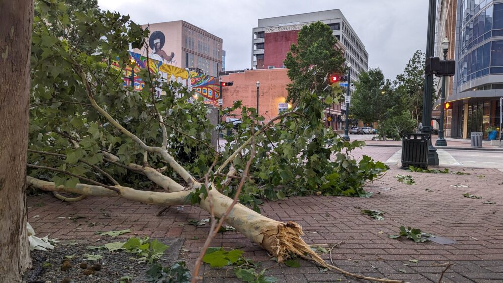 Fallen Tree Downtown Houston
