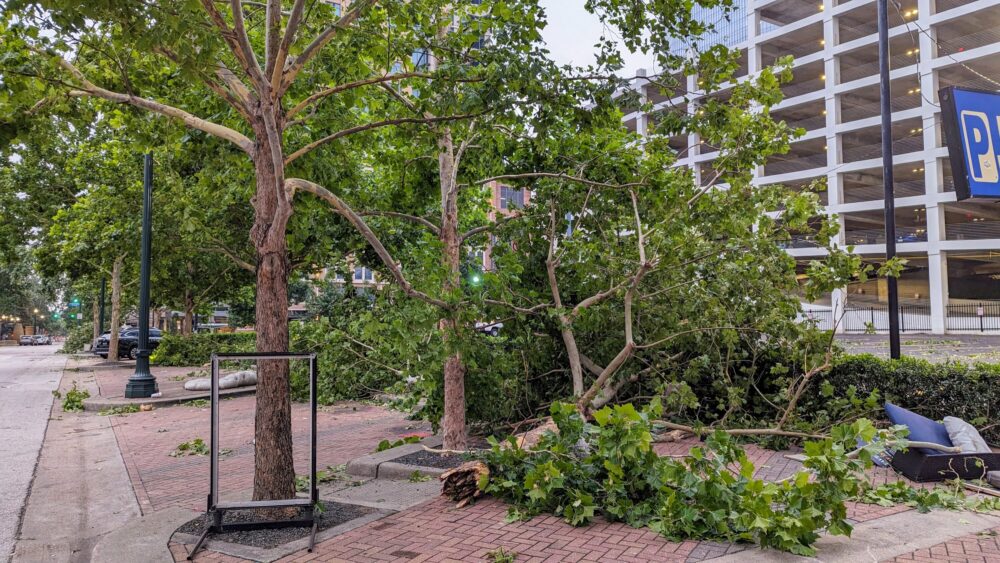 Downed Trees Downtown