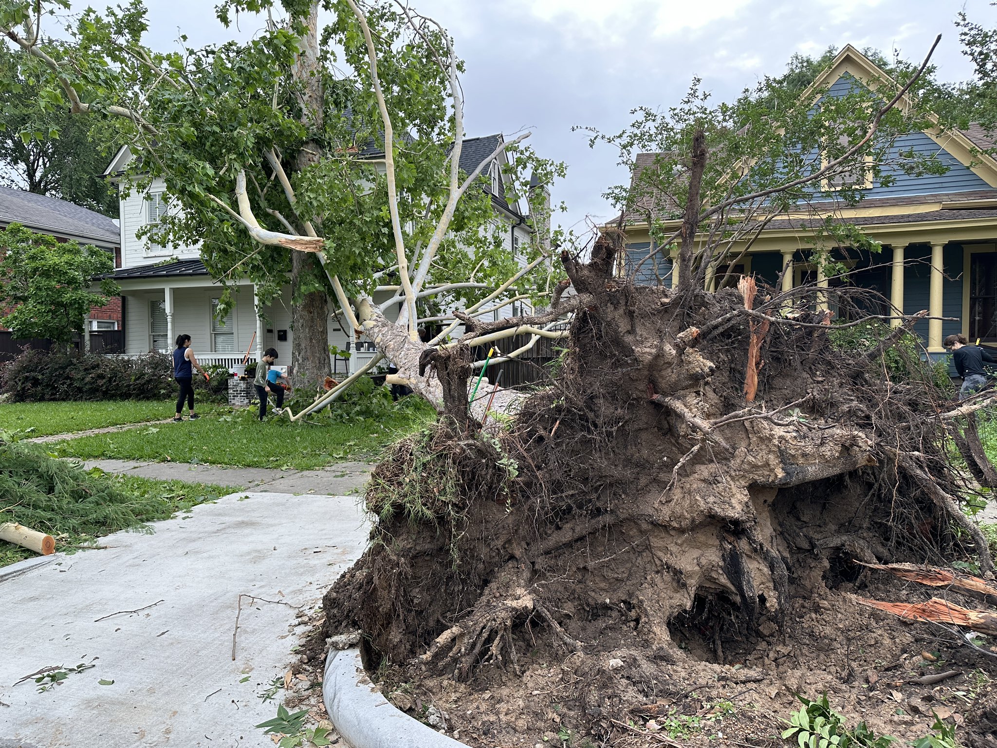 Uprooted Tree Heights