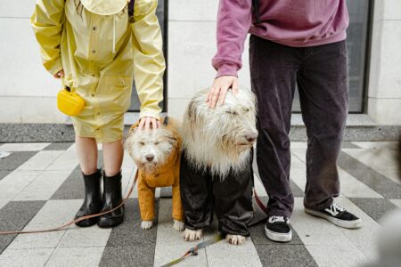 Two wet dogs standing with their owners