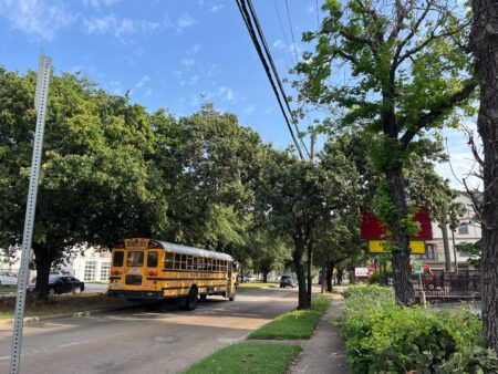 A street with a line of trees and a school bus.