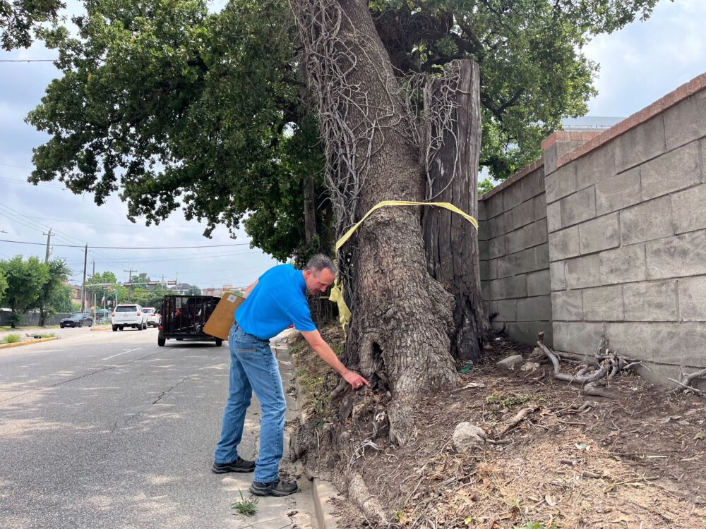 A man tests the roots of a tree.