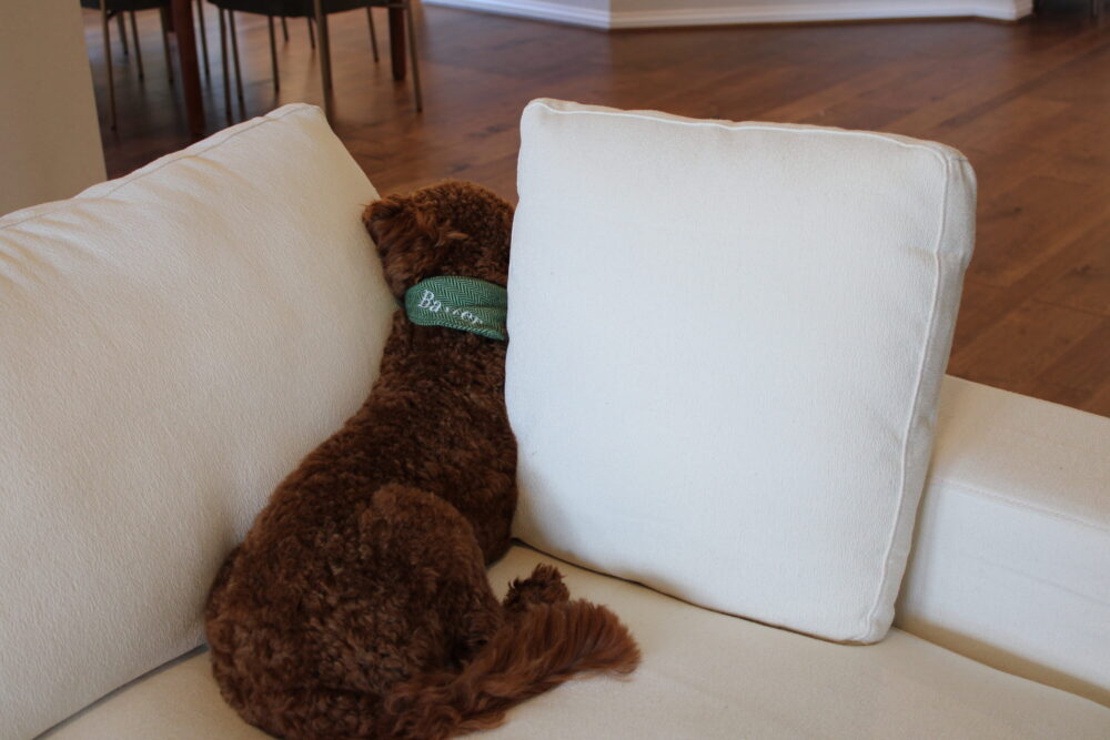 Baxter the Goldendoodle is relaxing in his favorite spot on the couch.