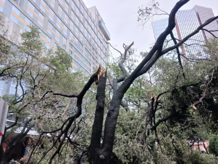 Discovery Green trees snapped Beryl