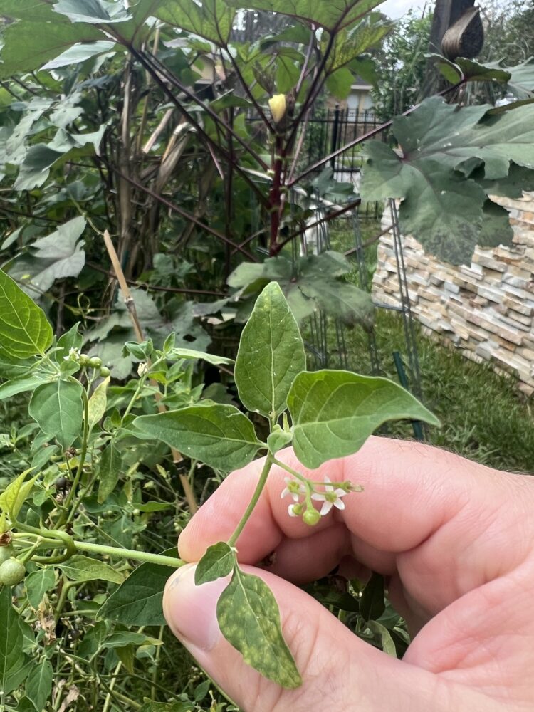 American Black Nightshade