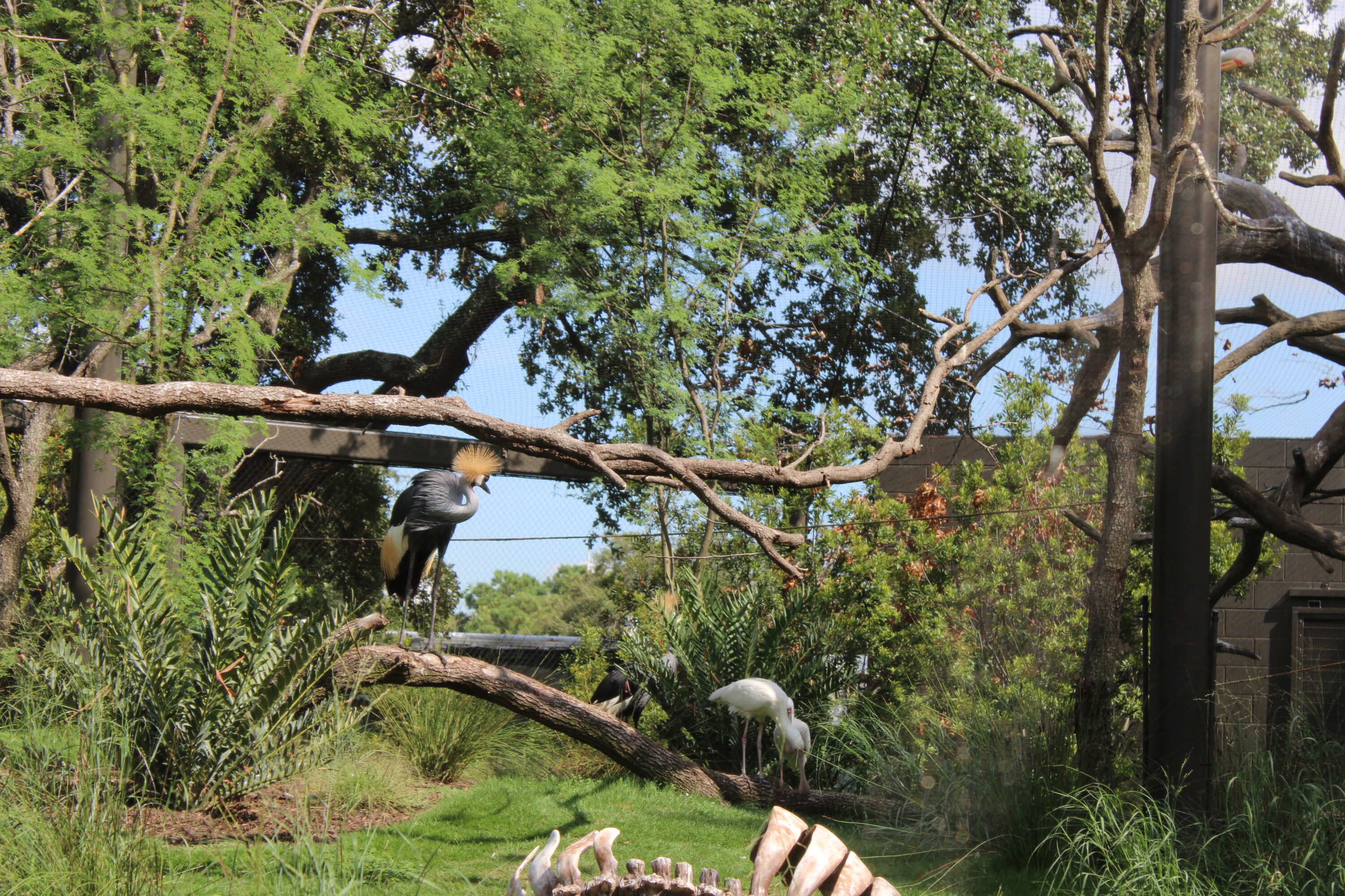 The Houston Zoo’s new “Birds of the World” exhibit opens Friday ...