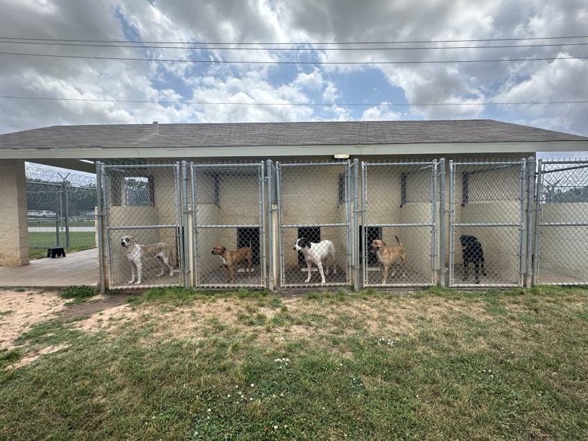 A kennel with five dogs