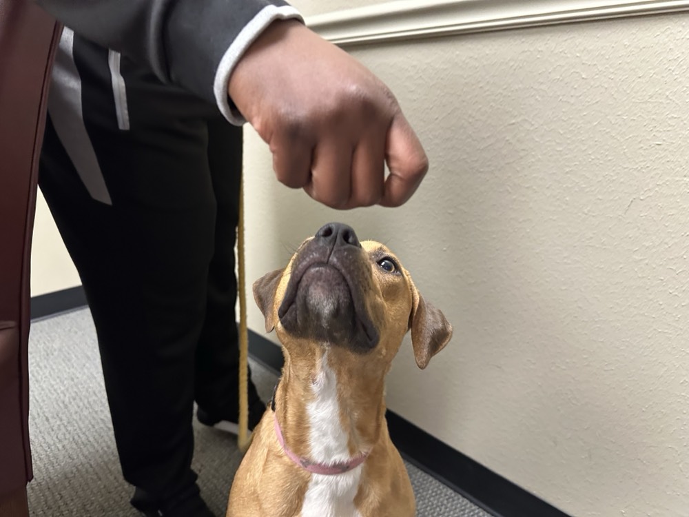 Fort Bend County program partners kids in juvenile detention with shelter dogs – Houston Public Media