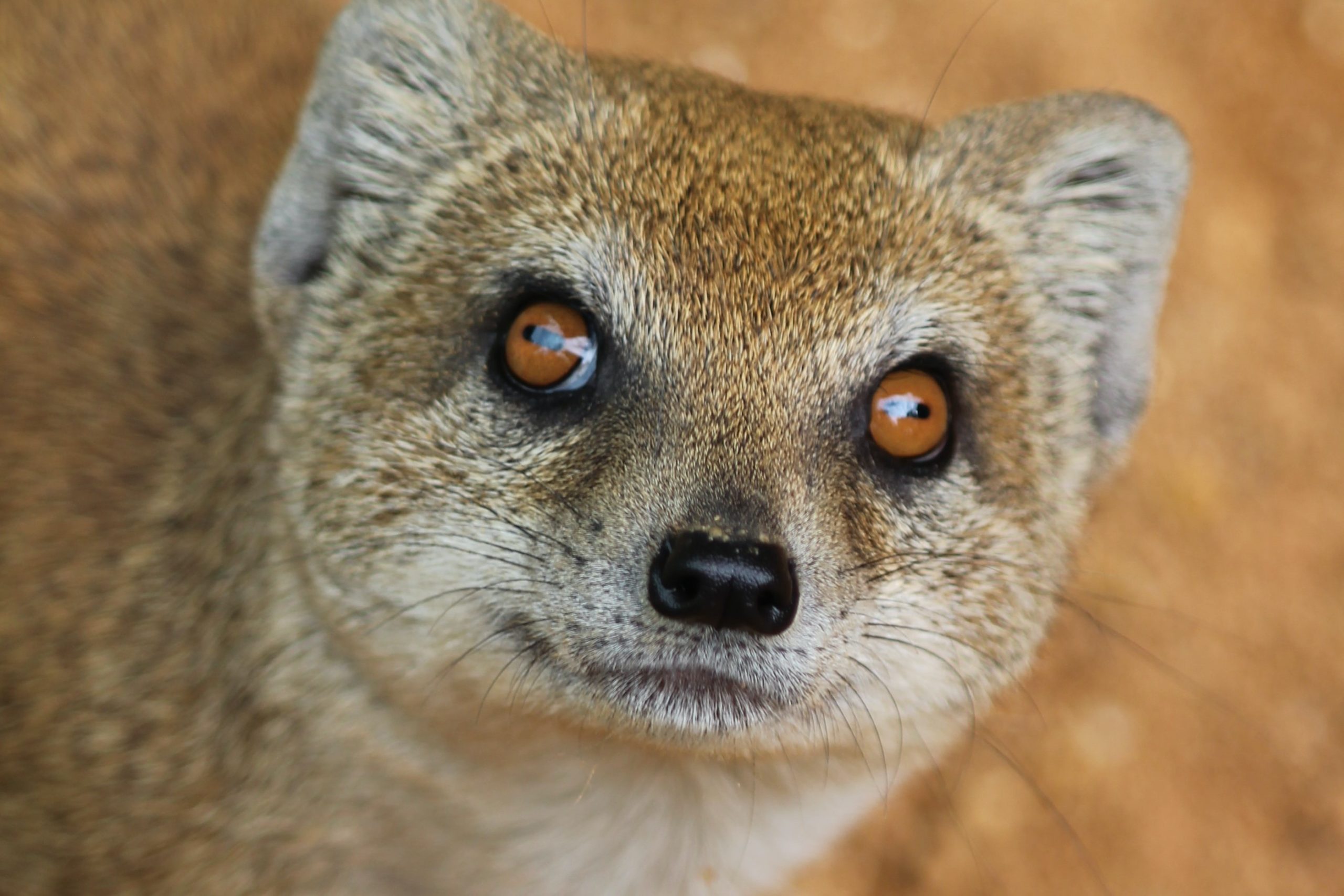 An escaped mongoose walks into a bar: The Good, Bad, and Ugly of the week episode artwork
