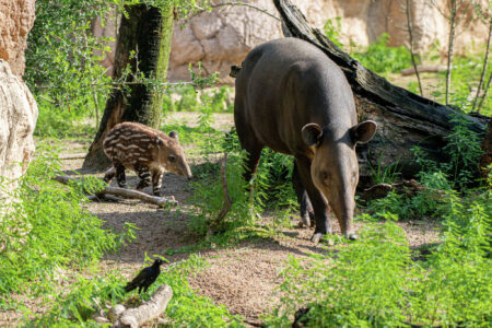 The Houston Zoo welcomed a yet-to-be-named baby Baird's tapir in July. Her coloration will change as she grows into adulthood