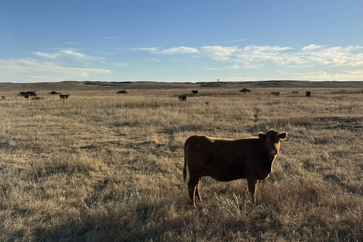 Beef prices reach record highs due to drought conditions, lower herd ...